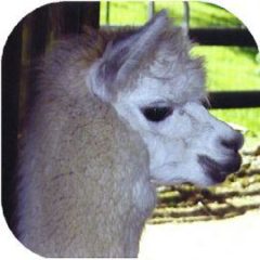 Female alpaca for sale by Stone Bridge Farm, Griswold, CT