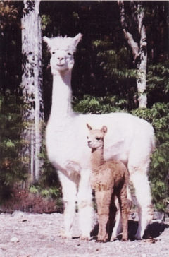 Female alpaca for sale by Stone Bridge Farm, Griswold, CT