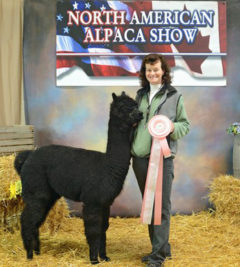 Female alpaca for sale by Stone Bridge Farm, Griswold, CT