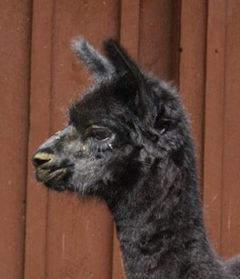 Female alpaca for sale by Stone Bridge Farm, Griswold, CT