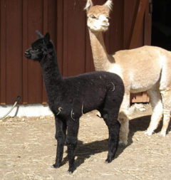 Female alpaca for sale by Stone Bridge Farm, Griswold, CT