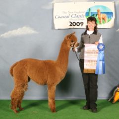 Female alpaca for sale by Stone Bridge Farm, Griswold, CT