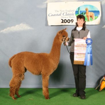 Female alpaca for sale by Stone Bridge Farm, Griswold, CT