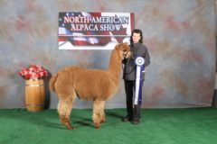 Female alpaca for sale by Stone Bridge Farm, Griswold, CT
