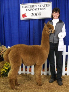 Female alpaca for sale by Stone Bridge Farm, Griswold, CT