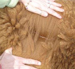 Female alpaca for sale by Stone Bridge Farm, Griswold, CT
