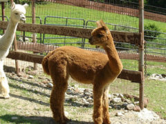 Female alpaca for sale by Stone Bridge Farm, Griswold, CT
