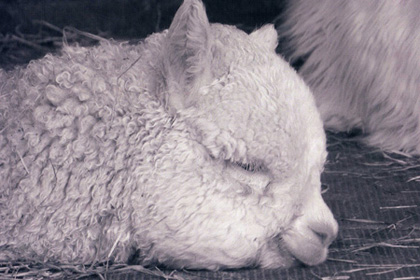 Alpacas at Stone Bridge Farm, Griswold, CT