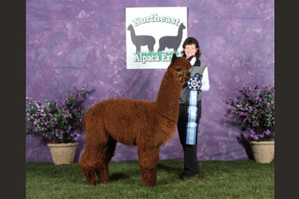 Alpacas at Stone Bridge Farm, Griswold, CT
