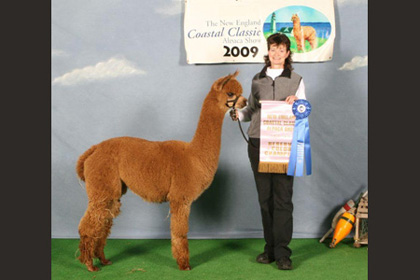 Award winning alpaca from Stone Bridge Farm