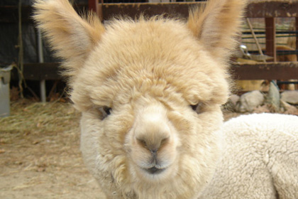 Alpaca from Stone Bridge Farm, Griswold, CT