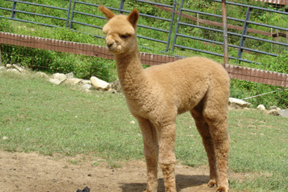 Alpaca from Stone Bridge Farm, Griswold, CT
