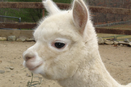 Baby alpaca from Stone Bridge Farm