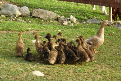 Stone Bridge Farm, Griswold, CT