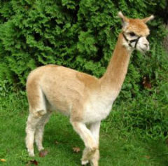 Female alpaca for sale by Stone Bridge Farm, Griswold, CT