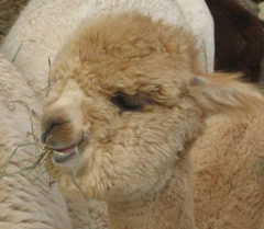 Female alpaca for sale by Stone Bridge Farm, Griswold, CT
