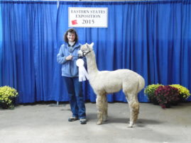 Male alpaca for sale by Stone Bridge Farm, Griswold, CT