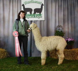 Male alpaca for sale by Stone Bridge Farm, Griswold, CT
