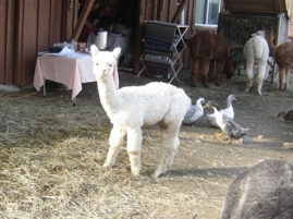 Male alpaca for sale by Stone Bridge Farm, Griswold, CT